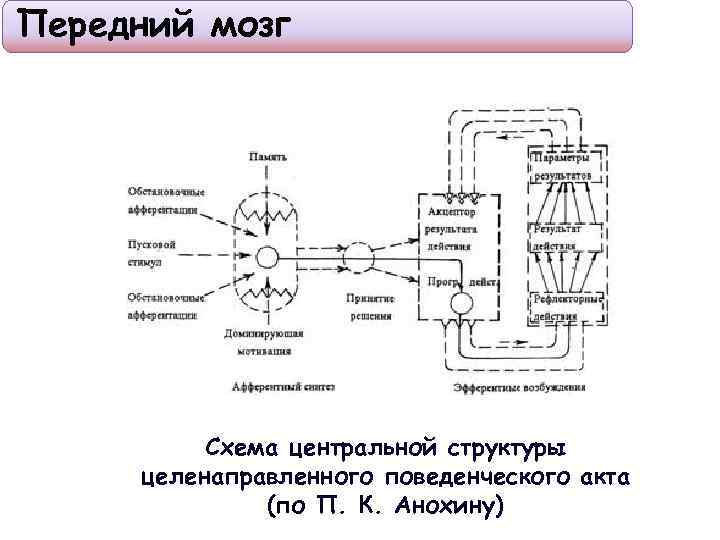 Схема фус поведенческого акта