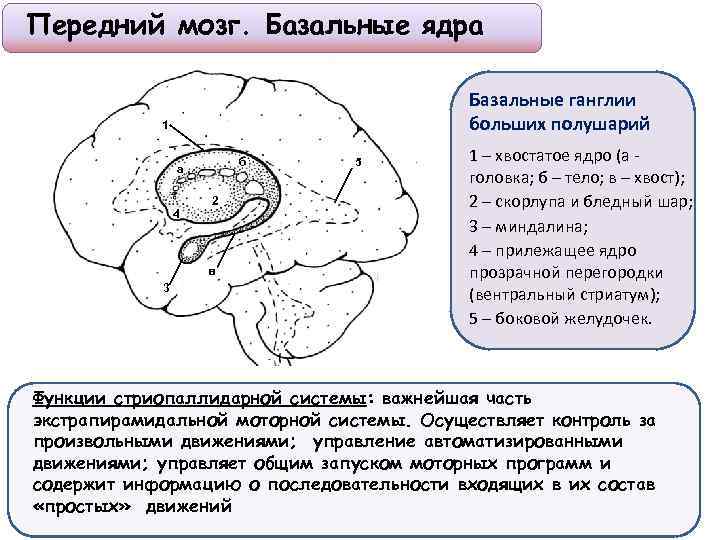 Хвостатое ядро мозга. Строения подкорковых ядер головного мозга. Базальные ядра конечного мозга функции. Функция базальных ядер полушарий головного мозга.