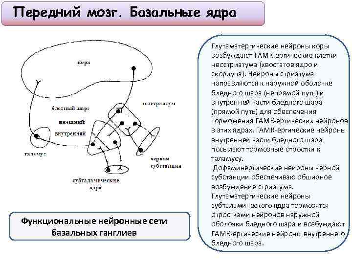 Передний мозг. Базальные ядра Функциональные нейронные сети базальных ганглиев Глутаматергические нейроны коры возбуждают ГАМК-ергические