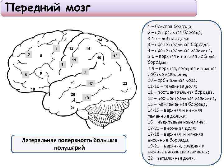 Размер переднего мозга. Передний мозг. Структуры переднего мозга. Передний мозг функции. Особенности строения переднего мозга.