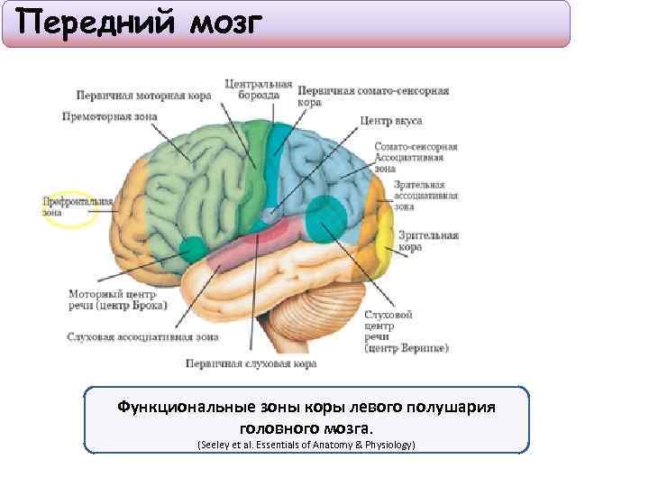 Центры головного мозга таблица