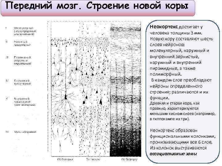 Слои нейронов