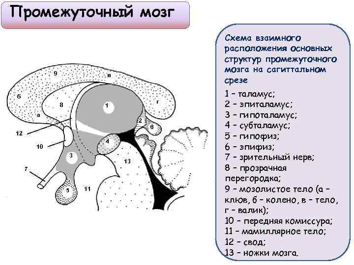 Таламус и гипоталамус какой отдел мозга. Схема строения промежуточного мозга. Строение мозга промежуточный мозг. Промежуточный мозг анатомия строение. Внешнее строение промежуточного мозга анатомия.
