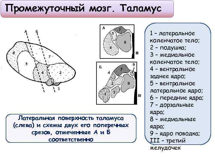 Промежуточный мозг. Таламус А А Б 5 7 8 4 6 III 7 5