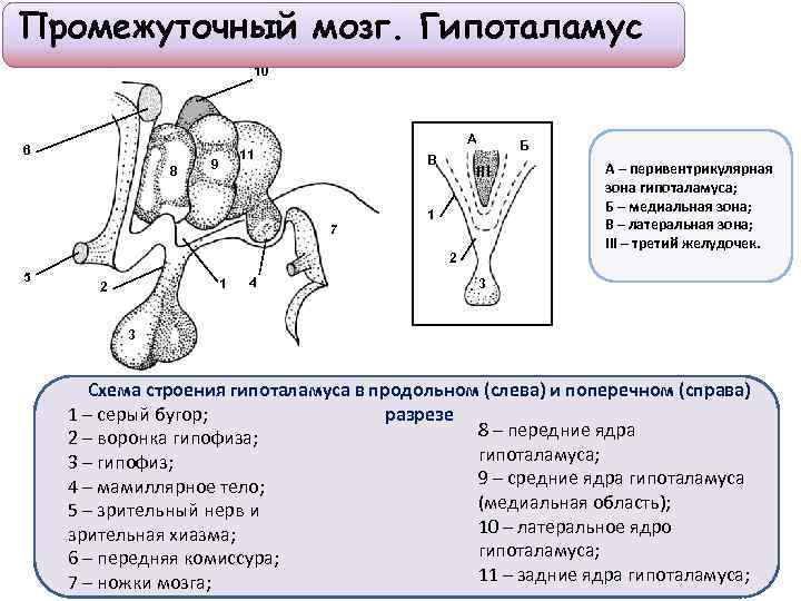 Промежуточный мозг. Гипоталамус 10 6 8 А 11 9 В 7 Б III 1