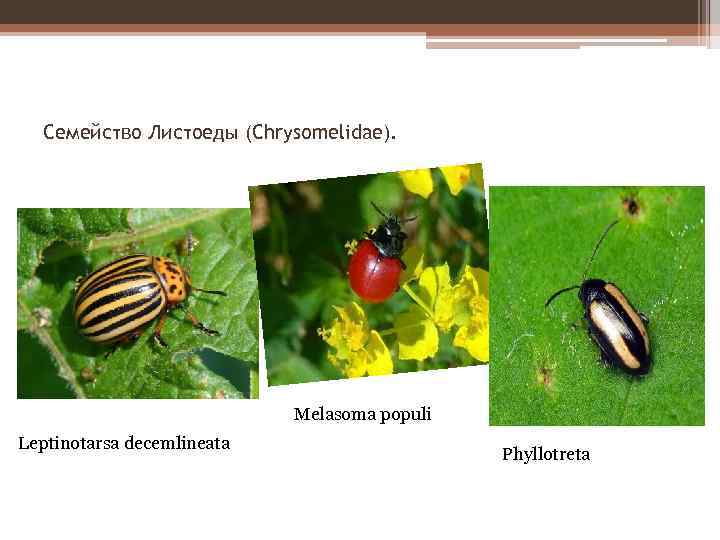 Семейство Листоеды (Chrysomelidae). Melasoma populi Leptinotarsa decemlineata Phyllotreta 
