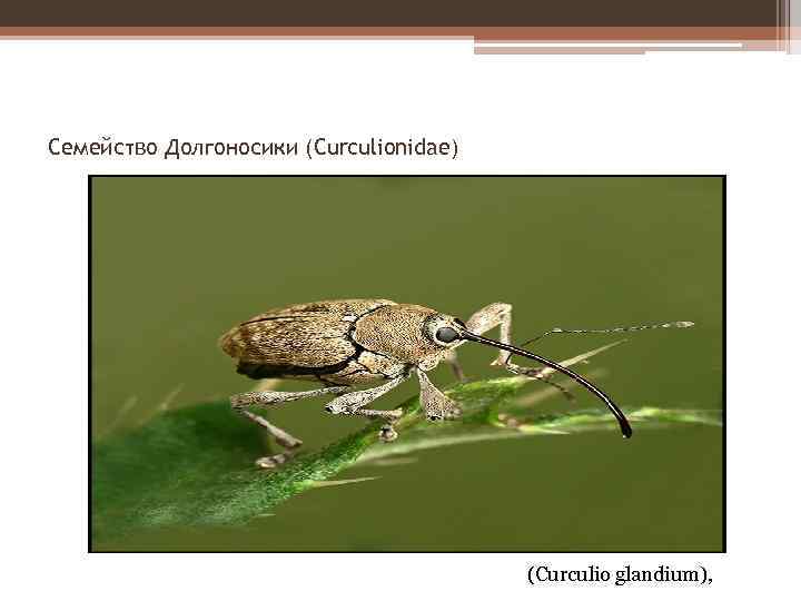 Семейство Долгоносики (Curculionidae) (Curculio glandium), 