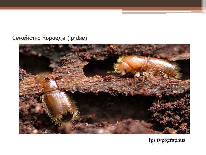 Семейство Короеды (Ipidae) Ips typographus 