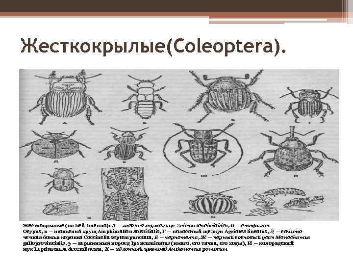 Жесткокрылые(Coleoptera). Жесткокрылые (из Бей-Биенко): А — хлебная жужелица Zabrus tenebrioides, Б — стафилин Ocypus,