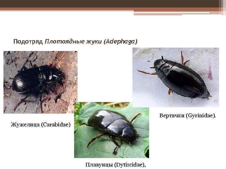Подотряд Плотоядные жуки (Adephaga) Вертячки (Gyrinidae). Жужелица (Carabidae) Плавунцы (Dytiscidae), 