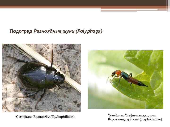 Подотряд Разноядные жуки (Polyphaga) Семейство Водолюбы (Hydrophilidae) Семейство Стафилиниды , или Коротконадкрылые (Staphylinidae) 