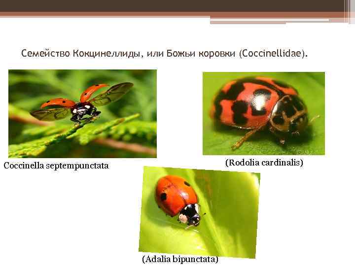Семейство Кокцинеллиды, или Божьи коровки (Coccinellidae). (Rodolia cardinalis) Coccinella septempunctata (Adalia bipunctata) 
