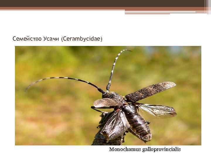 Семейство Усачи (Cerambycidae) Monochamus galloprovincialis 