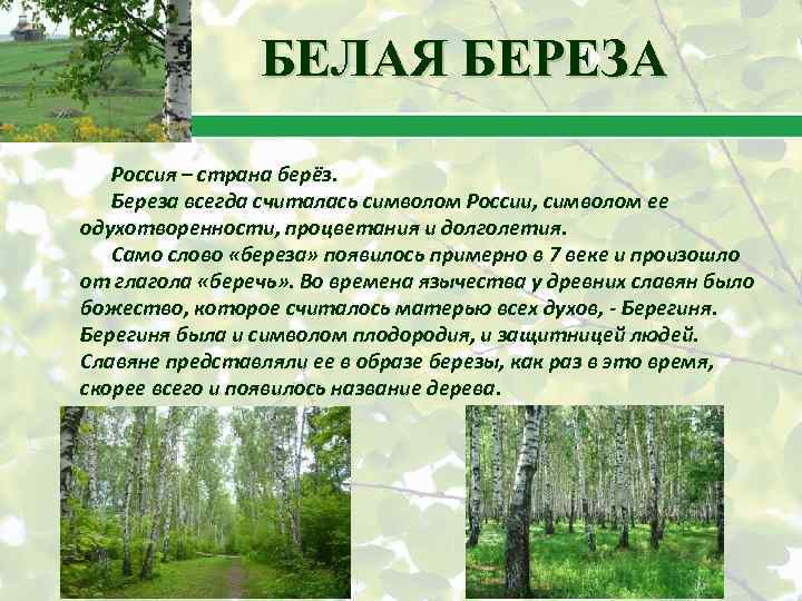 БЕЛАЯ БЕРЕЗА Россия – страна берёз. Береза всегда считалась символом России, символом ее одухотворенности,