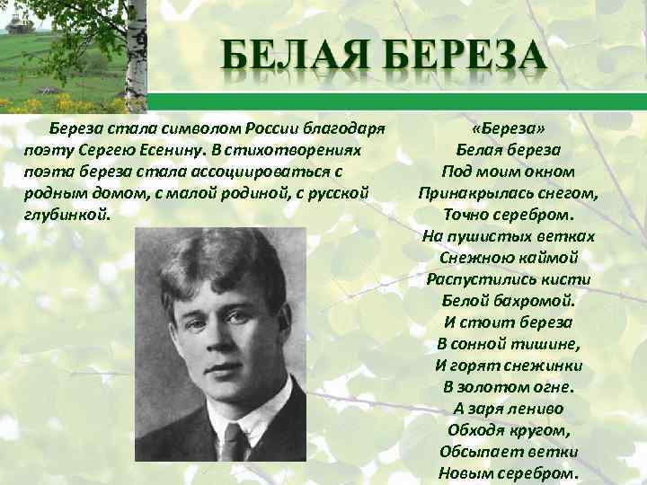 Береза стала символом России благодаря поэту Сергею Есенину. В стихотворениях поэта береза стала ассоциироваться