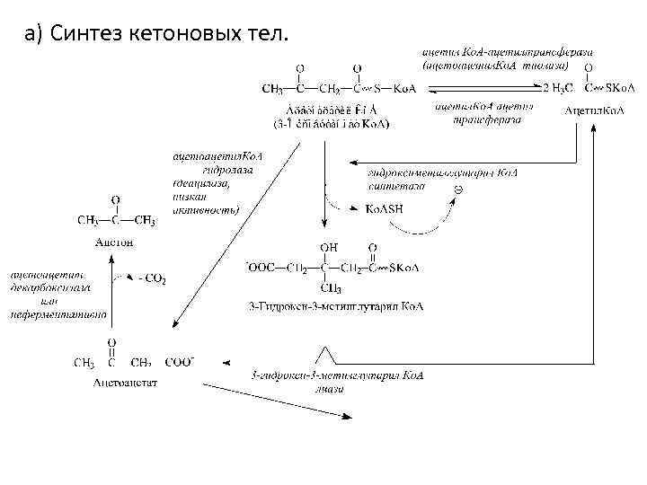 Синтез кетоновых тел схема