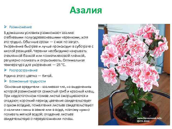 Азалия Ø Размножение В домашних условиях размножают азалию стеблевыми полуодревесневшими черенками, хотя это трудно.