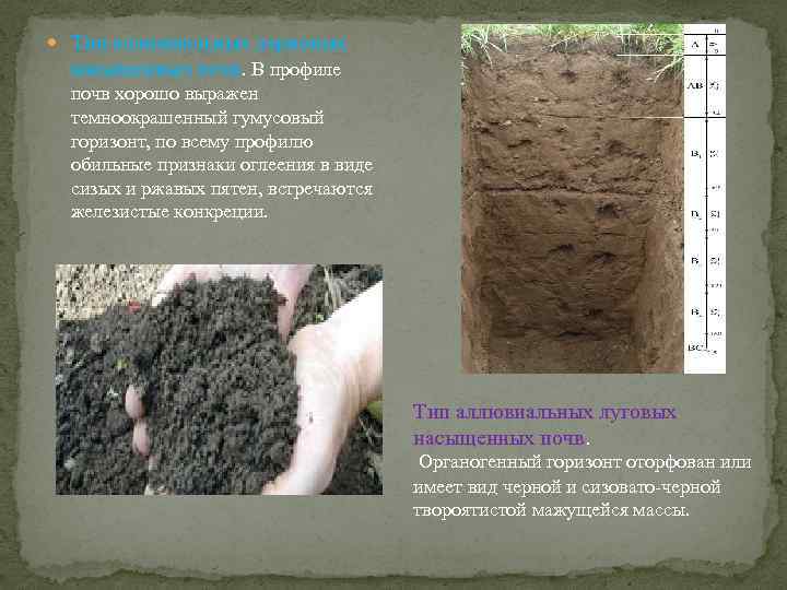 Наибольшее содержание гумуса в почве. Гумус почвы. Аллювиальные дерновые насыщенные почвы. Оглеение почвы это.