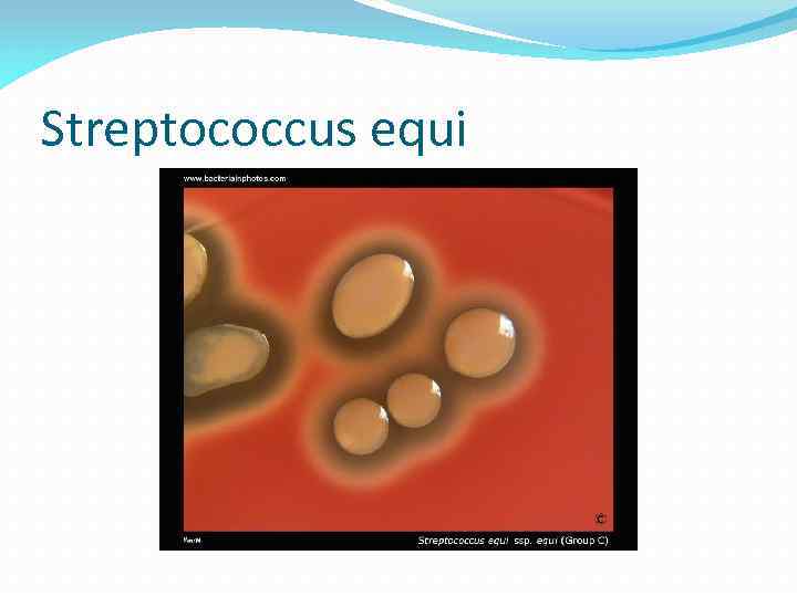 Streptococcus equi 
