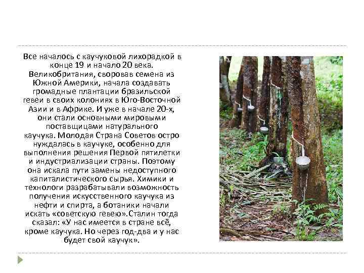  Все началось с каучуковой лихорадкой в конце 19 и начало 20 века. Великобритания,