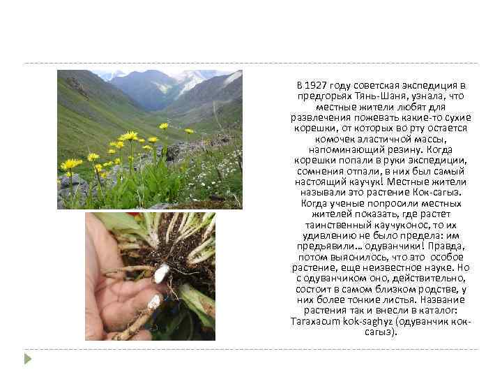 В 1927 году советская экспедиция в предгорьях Тянь-Шаня, узнала, что местные жители любят