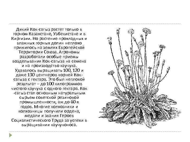  Дикий Кок-сагыз растет только в горном Казахстане, Узбекистане и в Киргизии. Но растение