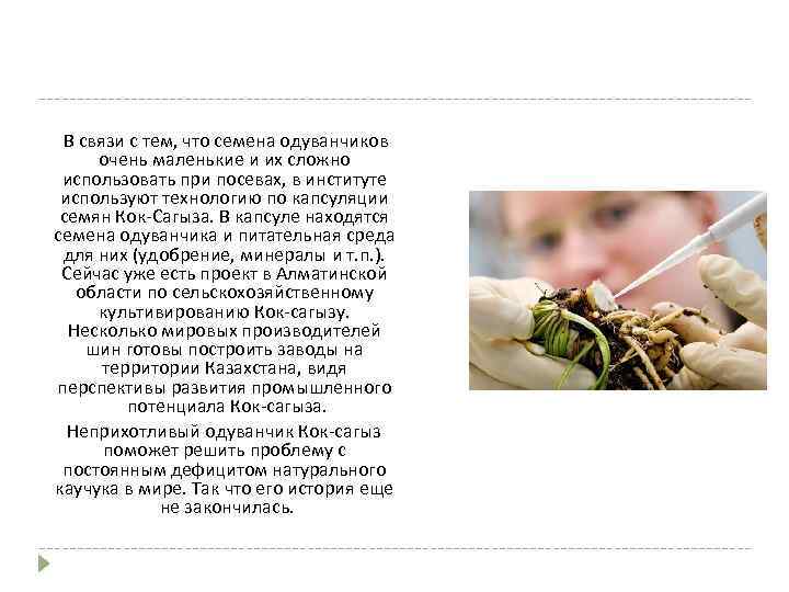  В связи с тем, что семена одуванчиков очень маленькие и их сложно использовать