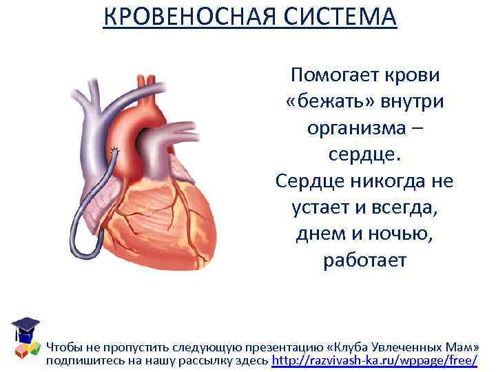 КРОВЕНОСНАЯ СИСТЕМА Помогает крови «бежать» внутри организма – сердце. Сердце никогда не устает и