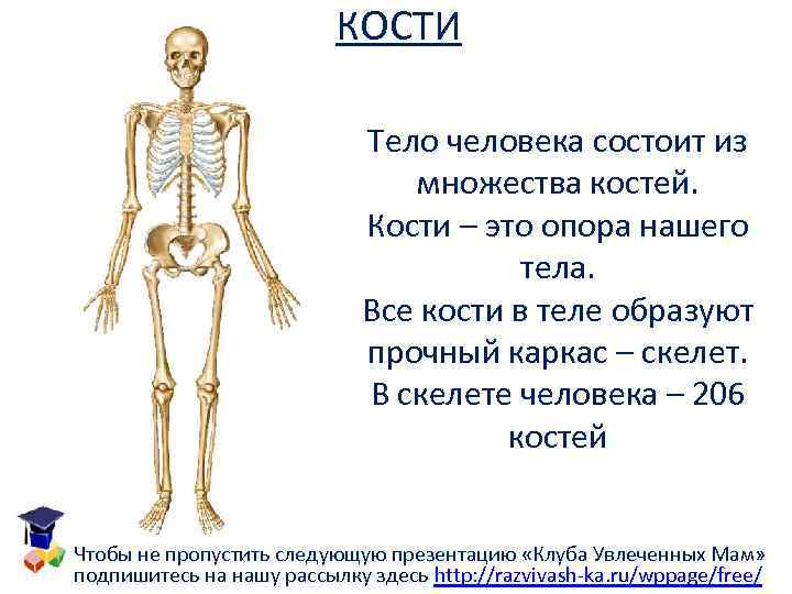Сколько костей имеет