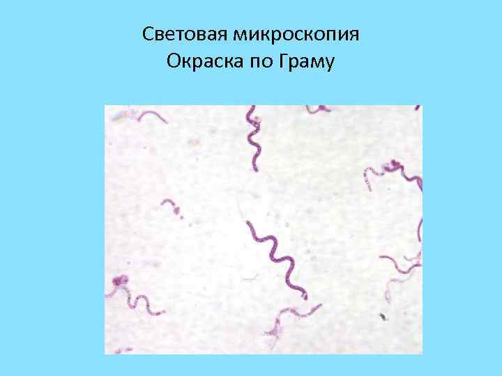 Световая микроскопия Окраска по Граму 