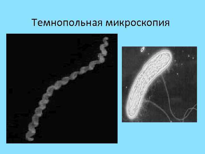  Темнопольная микроскопия 