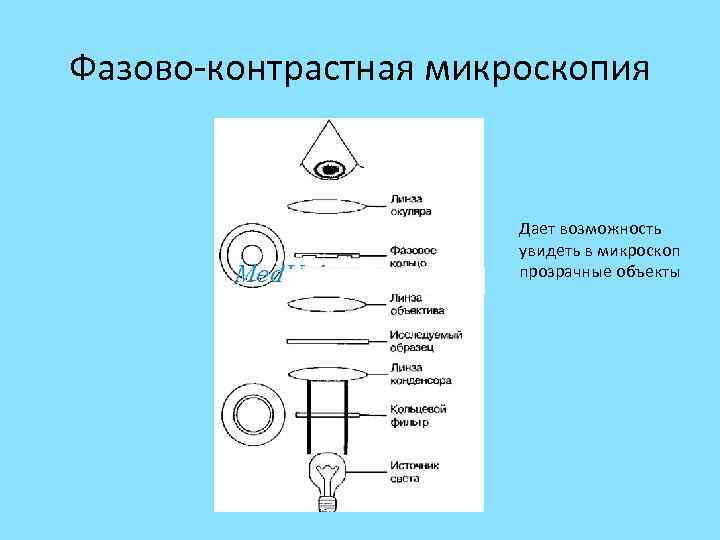 Фазово-контрастная микроскопия Дает возможность увидеть в микроскоп прозрачные объекты 