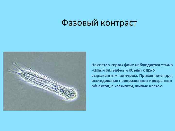 Фазовый контраст На светло-сером фоне наблюдается темно -серый рельефный объект с ярко выраженным контуром.