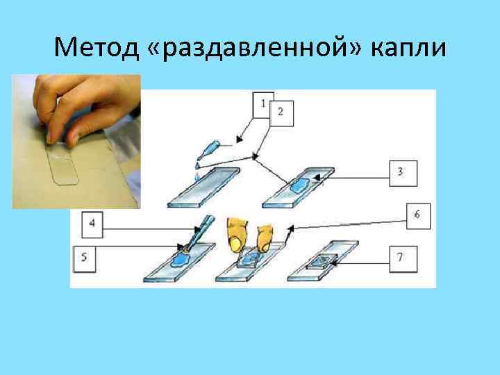 Способы капель. Метод висячей капли микробиология. Метод раздавленной капли микробиология. Приготовление препарата раздавленная капля микробиология. Метод раздавленная капля микробиология.