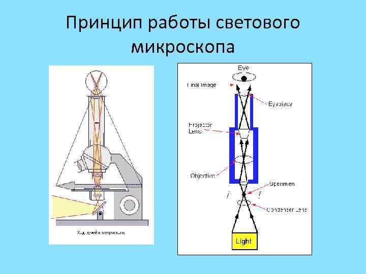 Вид изображения микроскопа физика