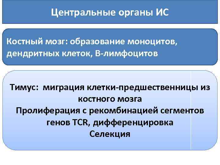 Центральные органы ИС Костный мозг: образование моноцитов, дендритных клеток, В лимфоцитов Тимус: миграция клетки