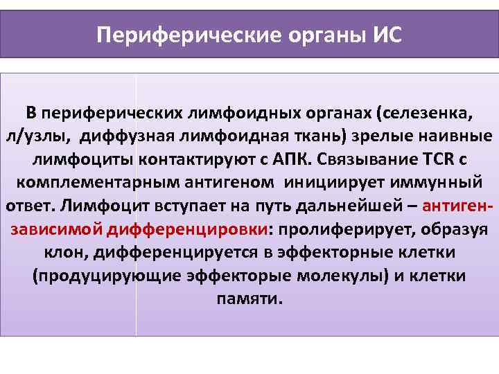 Периферические органы ИС В периферических лимфоидных органах (селезенка, л/узлы, диффузная лимфоидная ткань) зрелые наивные