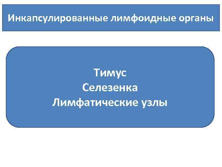 Инкапсулированные лимфоидные органы Тимус Селезенка Лимфатические узлы 