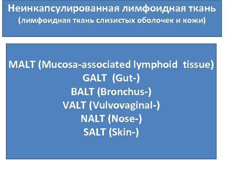 Неинкапсулированная лимфоидная ткань (лимфоидная ткань слизистых оболочек и кожи) MALT (Mucosa associated lymphoid tissue)
