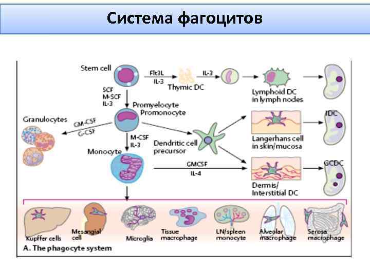 Система фагоцитов 