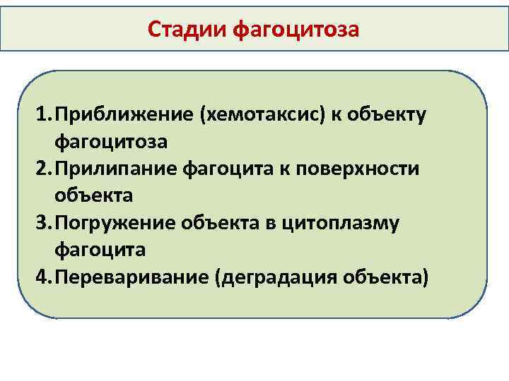 Стадии фагоцитоза 1. Приближение (хемотаксис) к объекту фагоцитоза 2. Прилипание фагоцита к поверхности объекта