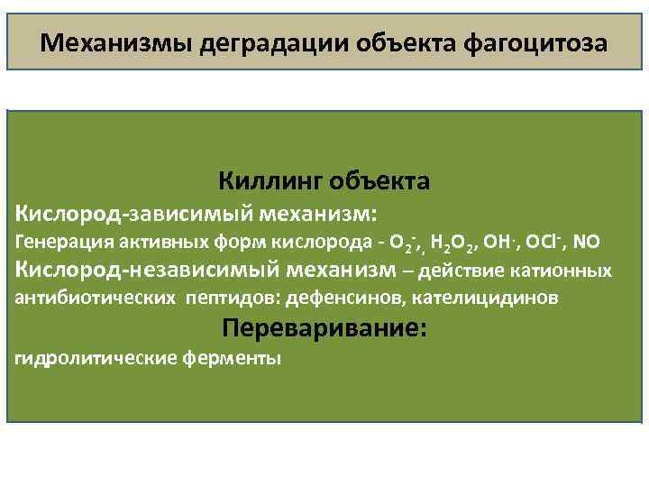 Механизмы деградации объекта фагоцитоза Киллинг объекта Кислород зависимый механизм: Генерация активных форм кислорода O