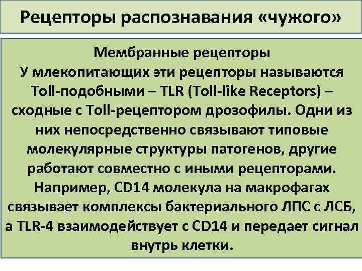 Рецепторы распознавания «чужого» Мембранные рецепторы У млекопитающих эти рецепторы называются Toll подобными – TLR