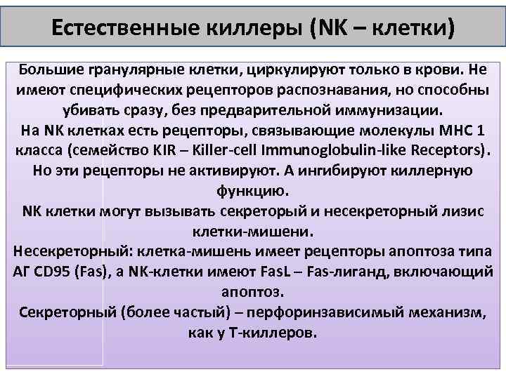 Естественные киллеры (NK – клетки) Большие гранулярные клетки, циркулируют только в крови. Не имеют