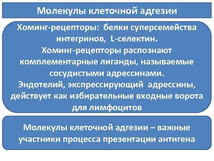 Молекулы клеточной адгезии Хоминг рецепторы: белки суперсемейства интегринов, L селектин. Хоминг рецепторы распознают комплементарные