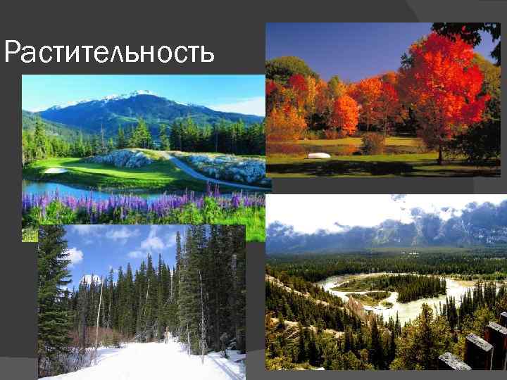 Растительность 