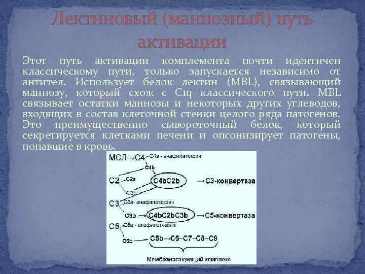 Лектиновый путь активации комплемента