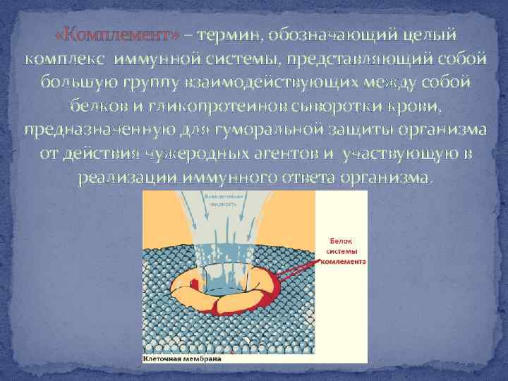  «Комплемент» – термин, обозначающий целый комплекс иммунной системы, представляющий собой большую группу взаимодействующих