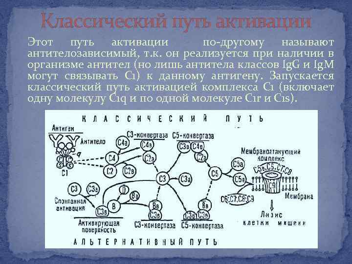 Классический путь активации Этот путь активации по-другому называют антителозависимый, т. к. он реализуется при