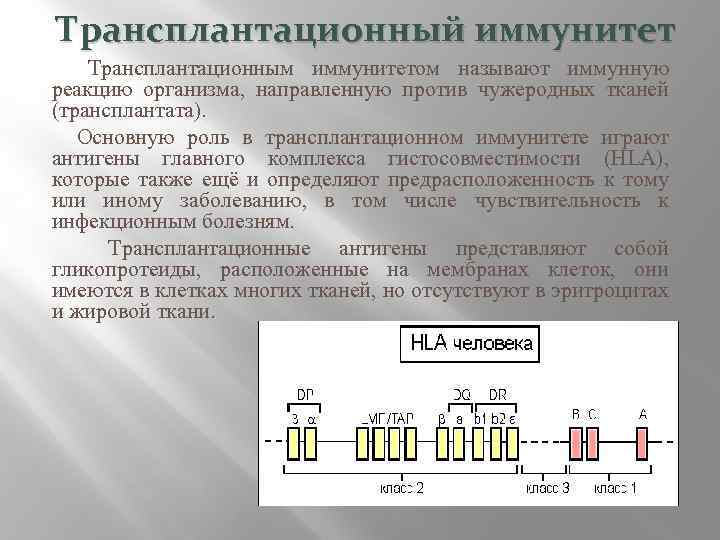 Трансплантационный иммунитет Трансплантационным иммунитетом называют иммунную реакцию организма, направленную против чужеродных тканей (трансплантата). Основную